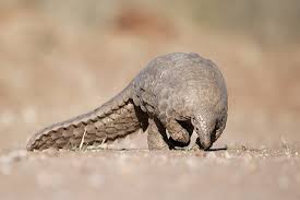 Most endangered animals in africa Discover The Rarest And Most Elusive Animals In Africa Wildlife