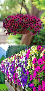 How To Keep Your Petunias Looking Full And Flowering Video Flowers Amazing Ideas Planting Flowers Growing Flowers Plants