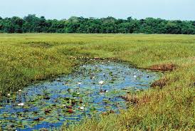 Image result for Crepidorhopalon parviflorus