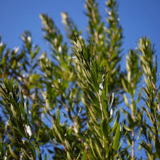 Image result for Myrica salicifolia