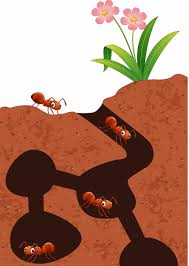 Découvrez le génie bâtisseur des fourmis, décrit en détail par les scientifiques et expliqué dans ce nouvel épisode. Comment Se Debarrasser Des Fourmis Toutes Les Astuces
