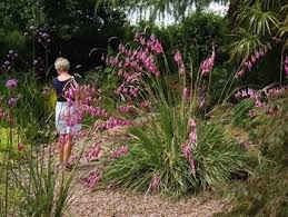 Image result for Dierama formosum