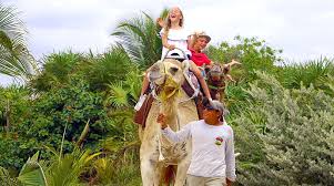 The camel riding time varies depending on the season from 15 minutes during scorching summer to an entire hour during the freezing winter. Camel Safari Tour Cancun Adventure Tour