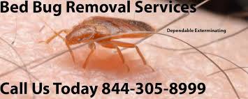 We can even help you pay for bed bug treatment with the. Bed Bug Removal Bedbug Exterminators Bedbug Pest Control