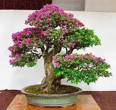 10 Jenis Bonsai Ini Cocok Untuk Apartemen No 5 Paling Unik