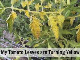 Ask Mavis Help My Tomato Leaves Are Turning Yellow One Hundred Dollars A Month Plant Leaves Turning Yellow Cucumber Leaves Turning Yellow Yellowing Tomato Leaves