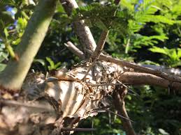 Image result for Acacia sieberiana