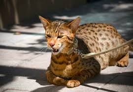 Young serval.eyes on the prize. Top 12 Most Expensive Cat Breeds In The World Ashera Vs Savannah Financesonline Com