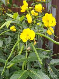Image result for Senna septemtrionalis
