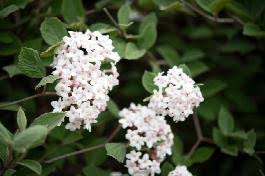 Wholesale pricing · online since 2002 · larger plants & trees Korean Spice Viburnum