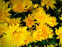 That's all there is to it. Free Stock Photo Of Beautiful Flowers Chrysanthemum Flower Wallpaper