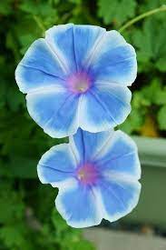Morning Glory Again Morning Glory Flowers September Flowers Wonderful Flowers