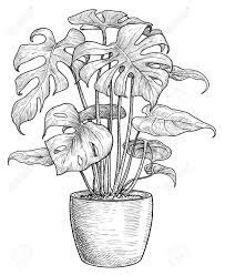 Some advertised items may not be available online. Monstera Illustration Drawing Engraving Ink Line Art Vector Royalty Free Cliparts Vectors And Stock Illustration Image 121657479