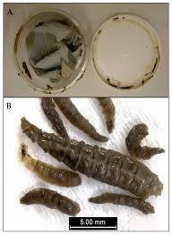 Forensic entomology is the scientific study of the invasion of the succession pattern of arthropods with their developmental stages of different species found on the decomposed cadavers during legal investigations. Insects Free Full Text The Relationship Between Research And Casework In Forensic Entomology