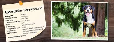 1,083 likes · 4 talking about this. Futter Fur Den Appenzeller Sennenhund Ernahrungstipps Belcando