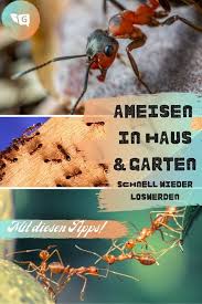 Was kann man gegen fliegende ameisen tun? Fliegende Ameisen In Haus Und Garten Bekampfen Gartendialog De Ameisen Ameisen Im Garten Mittel Gegen Ameisen