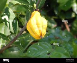 Image result for Xylotheca tettensis