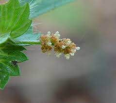 Image result for Acalypha segetalis