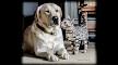 LABRADOR RETRIEVER »Characteristics, Care, Health ...