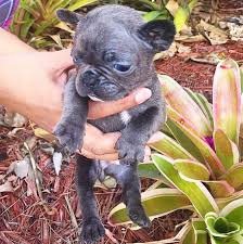 Dunbar wisconsin pets and animals 1,400 $ 15 Hq Images Teacup French Bulldog Wisconsin French Bulldog Puppies For Sale By Teacups Puppies Boutique Teacup Puppies Boutique Cheap Wedding Cake