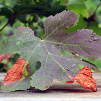 Image result for Pseudopeziza tracheiphila