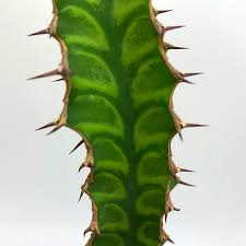Image result for Euphorbia confinalis