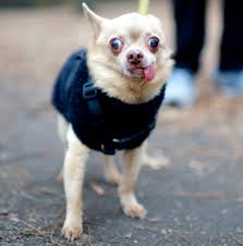 The Dogist's New Photography Book Captures Exactly What It Means To Dog