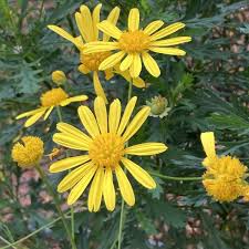 Image result for Euryops chrysanthemoides