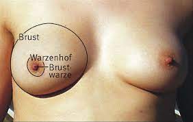 Weibliche Brust – Wikipedia