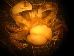 Image result for Crepidorhopalon tenuis