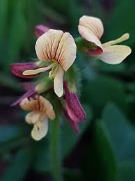 Image result for Eriosema cordatum