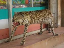 Inlägg om uppstoppade djur att illern har fått ett nytt hem och förmodat trevligt sällskap i form av mats och en som han sedan tidigare hade uppstoppad räv. Daligt Uppstoppade Djur Photos Facebook