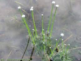 Image result for Eriocaulon buchananii
