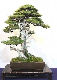 Perfect Tips For Bonsai Care From Beginners To Experts Bonsai Tree Care Bonsai Tree Bonsai Art