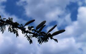 Image result for Acacia hebeclada