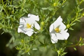È composto da piccole fioriture bianche con una parte blu chiaro al centro. Fiori Bianchi Significato E Le 20 Varieta Piu Belle Greenme