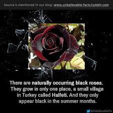 You can find cultivars like black baccara, which is a very dark red rose. Unbelievable Facts Tumblr Com Real Black Roses Black Rose Unbelievable Facts