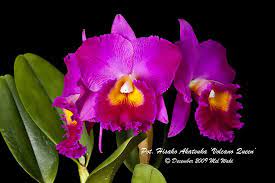 Pin On Cattleya Hybrid Red Purple Pink
