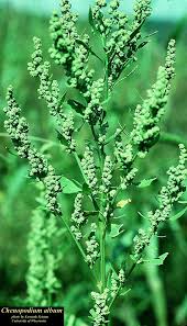 Image result for Chenopodium