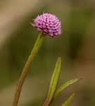 Image result for Sphaeranthus flexuosus