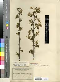 Image result for Grewia avellana