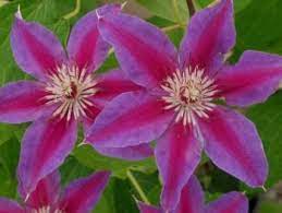Maybe you would like to learn more about one of these? Clematis Fireworks Taylors Clematis