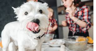 Never thought about looking at the calories in your. Homemade Dog Treats 101 Tips And Tricks To Try