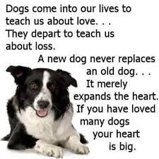 Sweet Border Collie Dog Poem Border Collie Dog Poems Collie