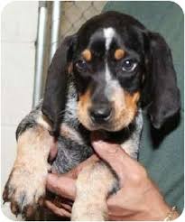 Male carbide puppy three weeks old this puppy will be ready to go in three weeks. Dallas Tx Bluetick Coonhound Meet Blueberry A Pet For Adoption