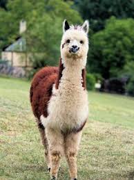 Download and use 50,000+ mobile wallpaper stock photos for free. Llama Old Mobile Cell Phone Smartphone Wallpapers Hd Desktop Backgrounds 240x320 Date Images And Pictures