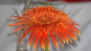 Explore similar businesses nearby : Mackay Show 2021 Horticulture Results The Full List The Courier Mail