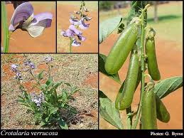 Image result for Crotalaria vasculosa