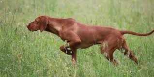 Hund Und Katze Im Getummel Ein Gutachten Zur Katzen Jagd Mit Bildern Hunde Hund Und Katze Ungarischer Vorstehhund