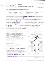 Cellular respiration vocabulary review 1. Answers To The Respiration Study Guide